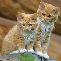 Ravensburger (09423) - "Cats And Dogs" - 49 pièces