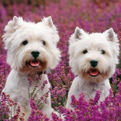 Ravensburger (09423) - "Cats And Dogs" - 49 pièces