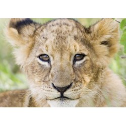 Tactic (40914) - "Lion" - 1000 pièces