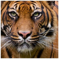 Heye (29632) - "Tiger" - 100 pièces