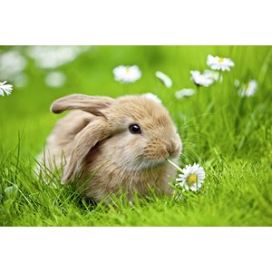 Ravensburger (10007) - "Rabbit" - 150 pièces
