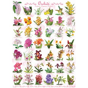 Eurographics (6000-0655) - "Orchidées" - 1000 pièces