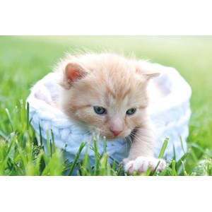 Tactic (53338) - "Kitten" - 500 pièces