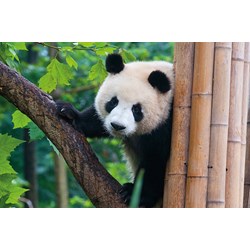 Tactic (53558) - "Panda" - 500 pièces