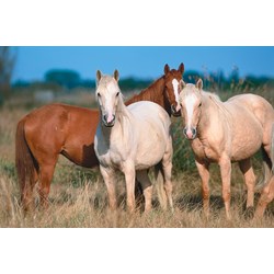 Tactic (53560) - "Horses" - 500 pièces