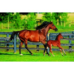 Trefl (370959) - "Foal's First Steps" - 500 pièces