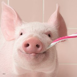 Ravensburger (08028) - "Portraits Drôles d'Animaux" - 49 pièces