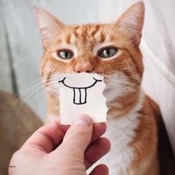 Ravensburger (08028) - "Portraits Drôles d'Animaux" - 49 pièces