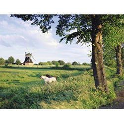 Ravensburger (16635) - "Horse From Wind Mill" - 2000 pièces