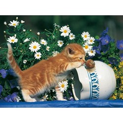 Ravensburger (14104) - "Curiosity" - 500 pièces