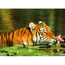 Ravensburger (14245) - "Tiger entre the water lilies" - 500 pièces