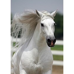 Art Puzzle (4188) - "White Horse" - 500 pièces