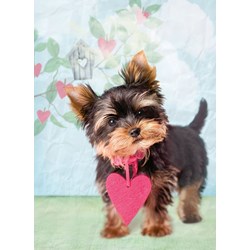 Ravensburger (14335) - "What a cutie!" - 500 pièces