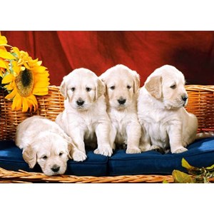 Castorland (C-101771) - "Puppies with Sunflower" - 1000 pièces