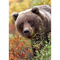 Trefl (10518) - "Grizzly, Alaska, USA" - 1000 pièces