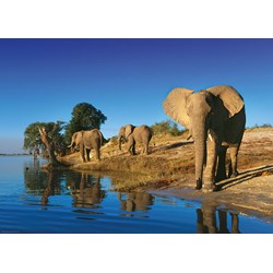 Heye (29595) - Alexander von Humboldt: "Thirsty Elephants" - 1000 pièces