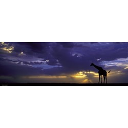 Heye (29471) - Alexander von Humboldt: "Sunset" - 1000 pièces