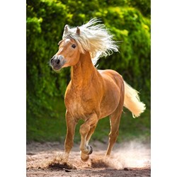 Castorland (B-52981) - "Running Haflinger" - 500 pièces
