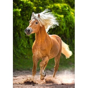 Castorland (B-52981) - "Running Haflinger" - 500 pièces