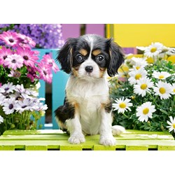 Castorland (B-070053) - "Spaniel Puppy in Flowers" - 70 pièces