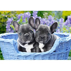 Castorland (C-104246) - "French Bulldog Puppies" - 1000 pièces