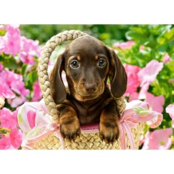 Castorland (B-27514) - "Cute Dachshund" - 260 pièces