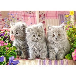 Castorland (B-27491) - "Three Grey Kittens" - 260 pièces