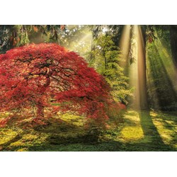 Heye (29855) - Aaron Reed: "Guiding Light" - 1000 pièces