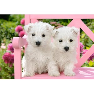 Castorland (C-151721) - "White Terrier Puppies" - 1500 pièces