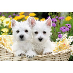 Ravensburger (13074) - "West Highland White Terriers" - 300 pièces