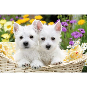 Ravensburger (13074) - "West Highland White Terriers" - 300 pièces
