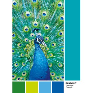 Clementoni (39495) - "Turquoise Peacock" - 1000 pièces