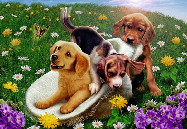 Ravensburger (05428) - Andrew Farley: "Frolicking Puppies" - 24 pièces