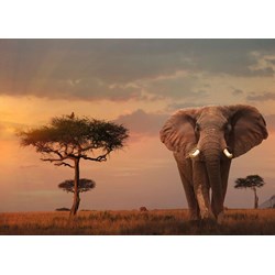 Ravensburger (15159) - "Elefant in Masai Mara Nationalpark" - 1000 pièces