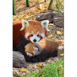 Eurographics (8251-5557) - "Red Pandas" - 250 pièces