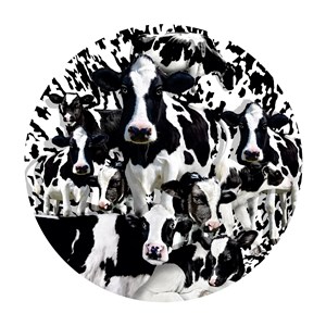 SunsOut (35102) - Lori Schory: "Herd of Cows" - 1000 pièces