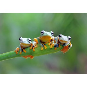 Bluebird Puzzle (70294) - "Friendly Frogs" - 500 pièces