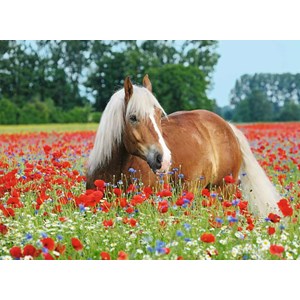 Ravensburger (14831) - "Cheval dans le Champ de Coquelicot" - 500 pièces
