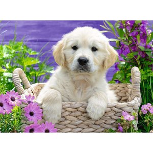 Ravensburger (14829) - "Sweet Golden Retreiver" - 500 pièces