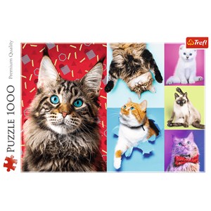 Trefl (10591) - "Happy cats" - 1000 pièces