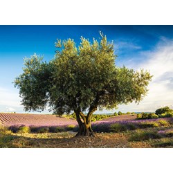 Schmidt Spiele (58357) - "Olive Tree in Provence" - 1000 pièces