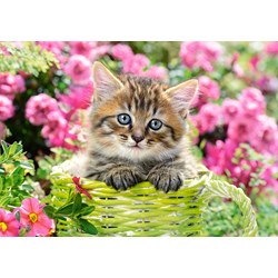 Castorland (B-52974) - "Kitten in Flower Garden" - 500 pièces