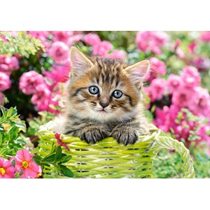 Castorland (B-52974) - "Kitten in Flower Garden" - 500 pièces