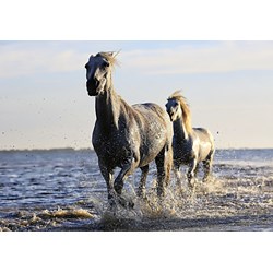 Grafika (01693) - "Chevaux" - 1000 pièces