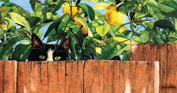 SunsOut (50968) - "Sylvester" - 500 pièces