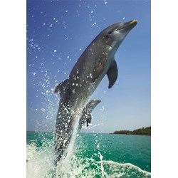 Dino (50225) - "Dauphins" - 500 pièces