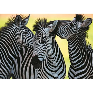 Dino (50226) - "3 Zebras" - 500 pièces