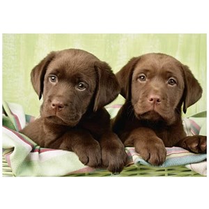 Dino (50244) - "Labradors" - 500 pièces