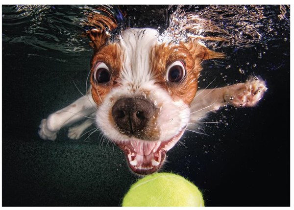 Dino (50245) - "Chiot sous l'Eau" - 500 pièces