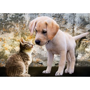 Bluebird Puzzle (70004) - "Kitten and Puppy" - 500 pièces